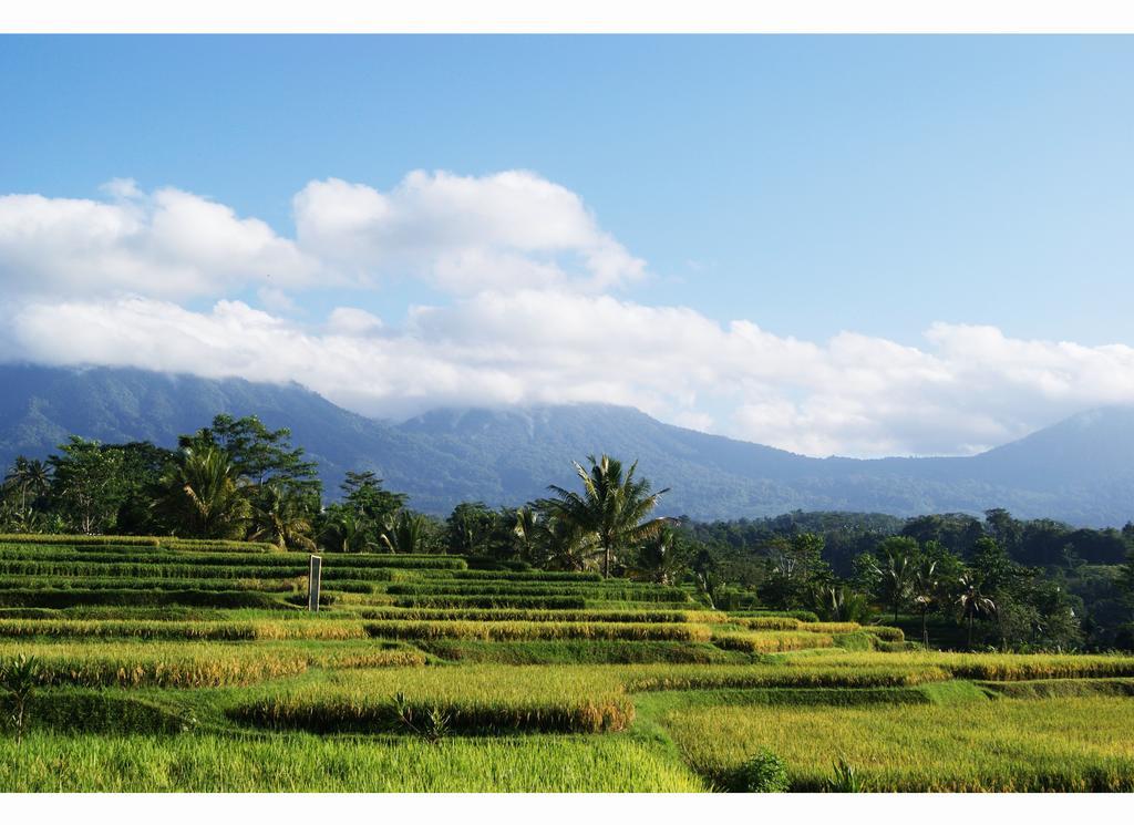 Ti Amo Bali Otel Jatiluwih Oda fotoğraf